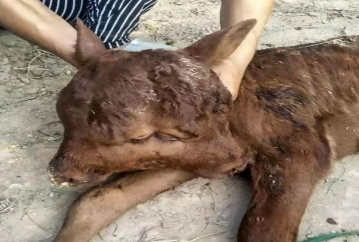 Mutant Calf Born With Two Heads And Four Eyes In China