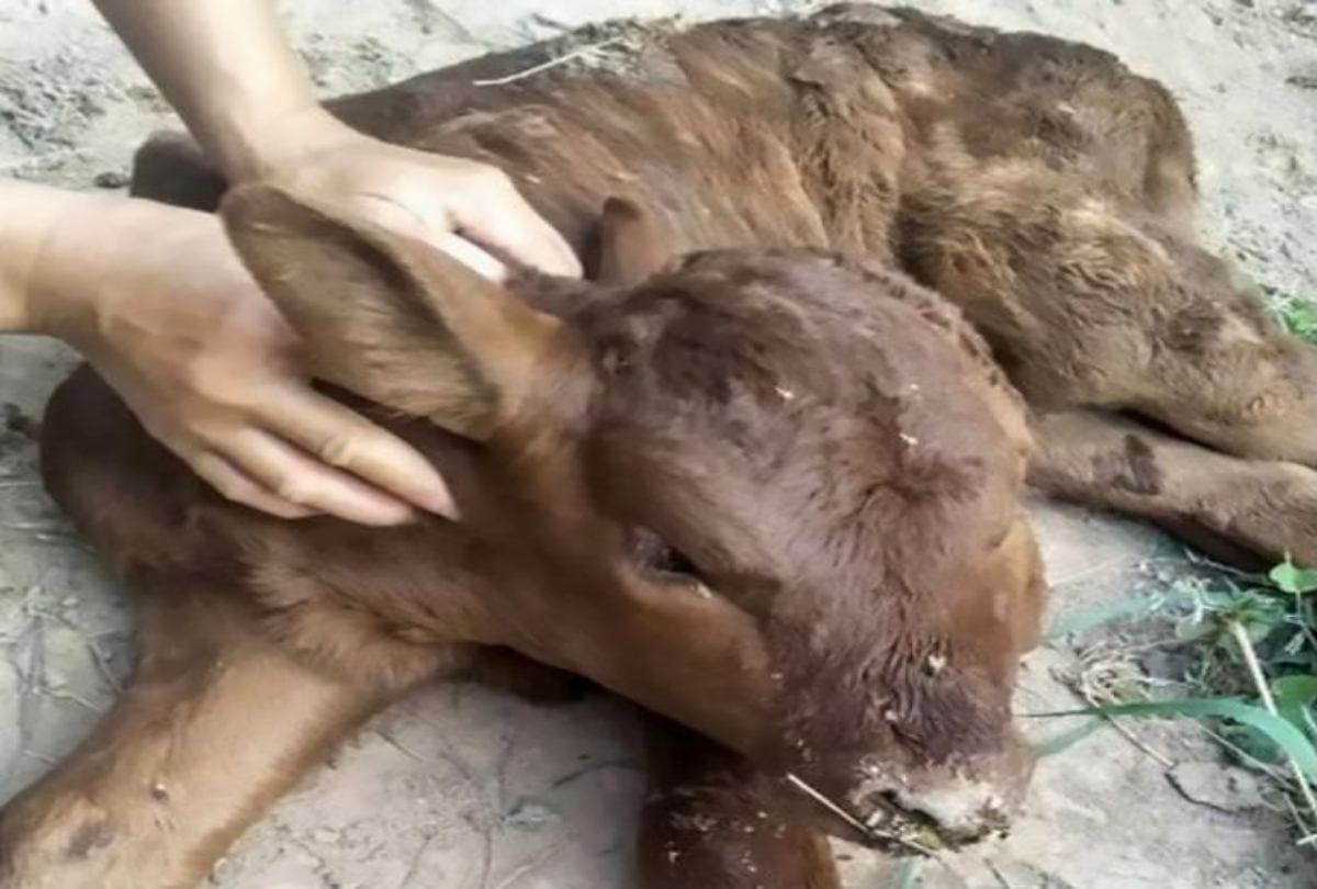 Mutant Calf Born With Two Heads And Four Eyes In China