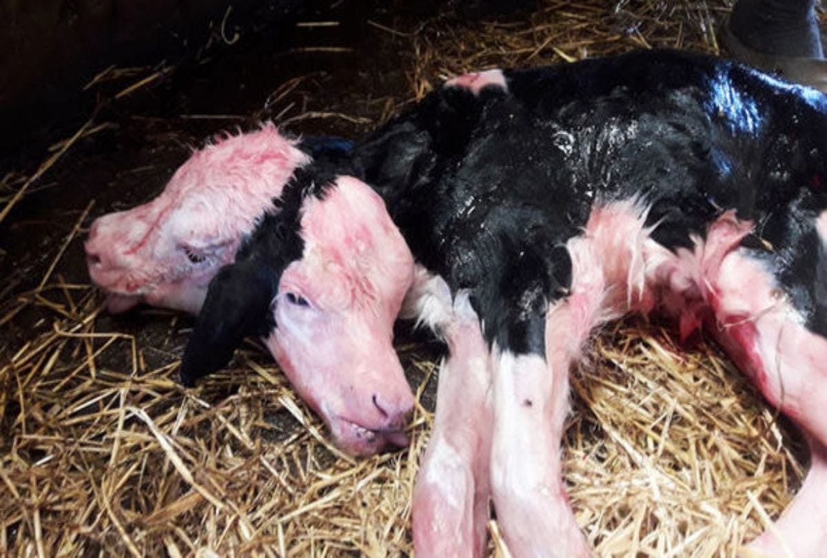 Mutant Calf Born With Two Heads And Four Eyes In China