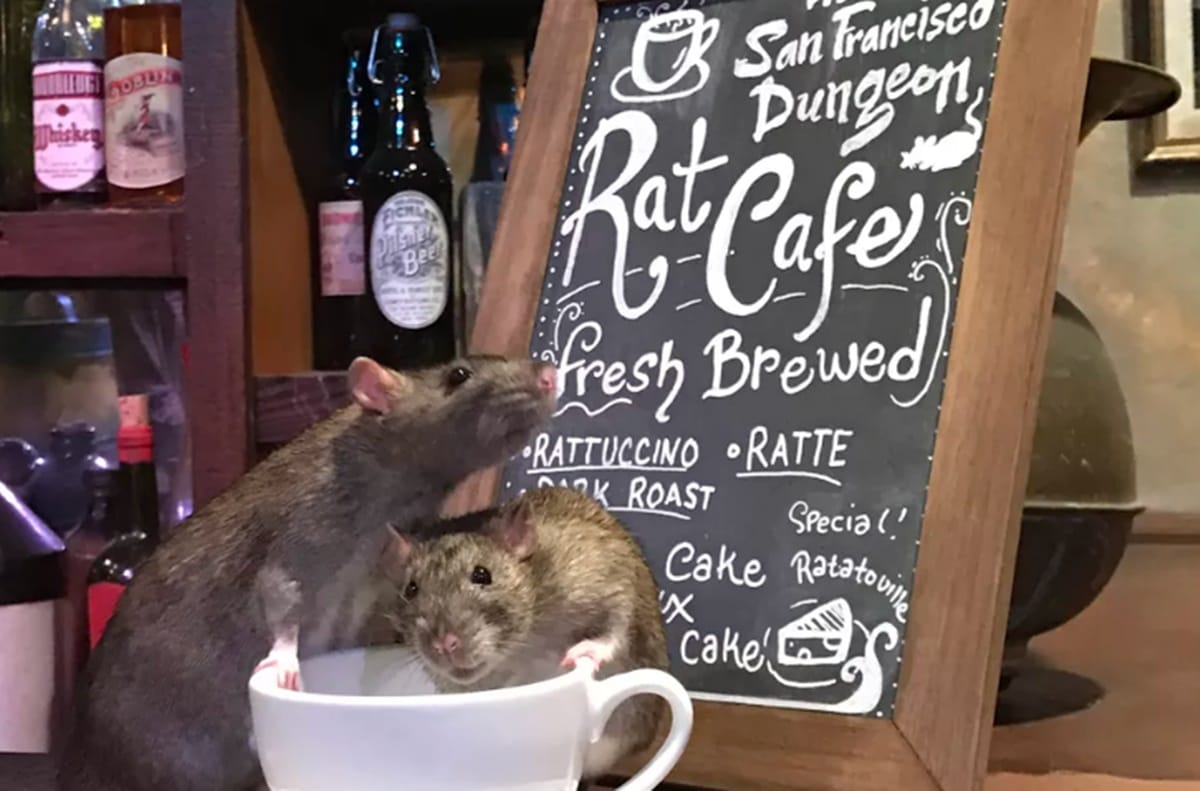 this cafe offers you coffee with playtime with rats