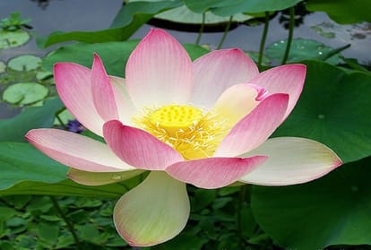 Know about the national symbols of India, it is interesting that their history and meaning