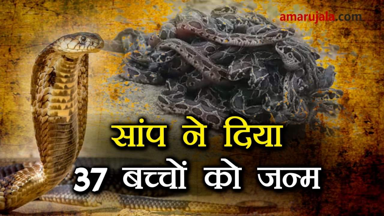 snake gave birth to many neolates