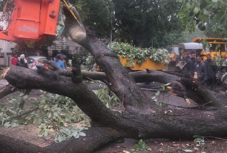 a tree fall into bike rider in Chandigarh, one dies