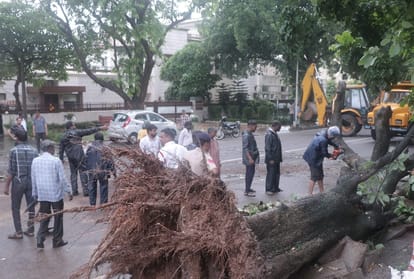 a tree fall into bike rider in Chandigarh, one dies
