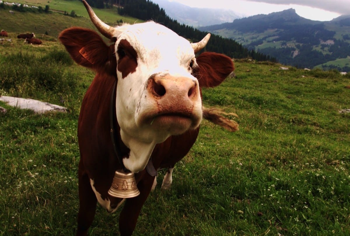 Thirsty cows swarm water tank at australia