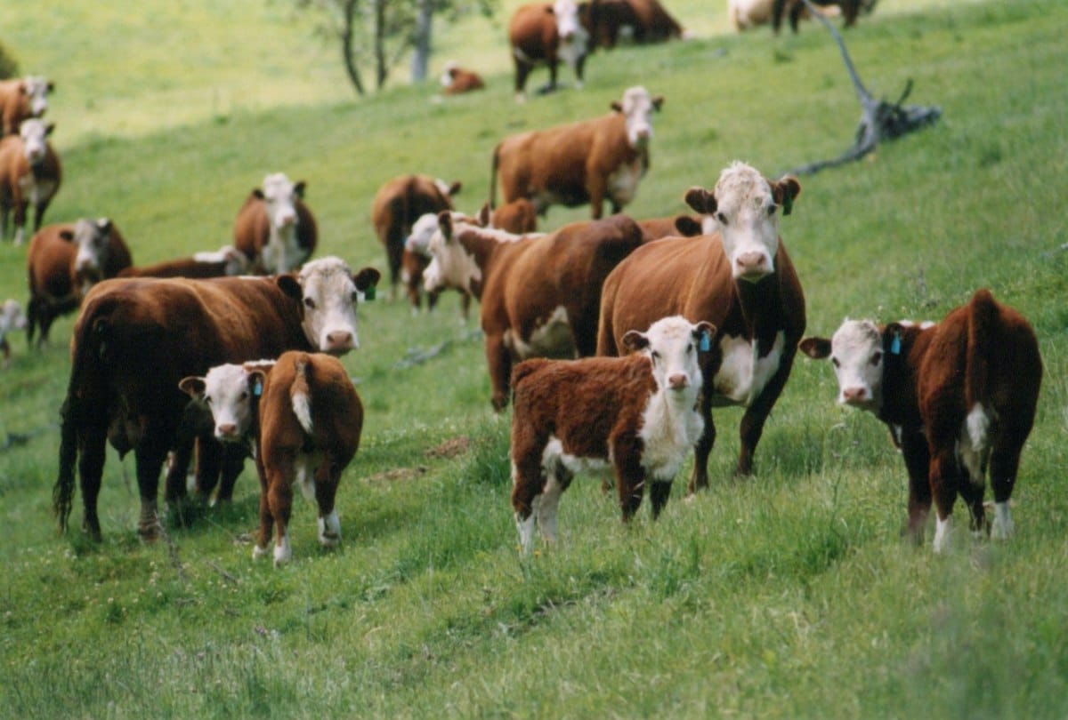 Thirsty cows swarm water tank at australia
