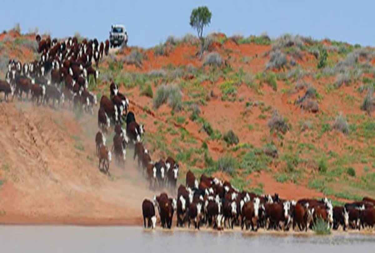 Thirsty cows swarm water tank at australia