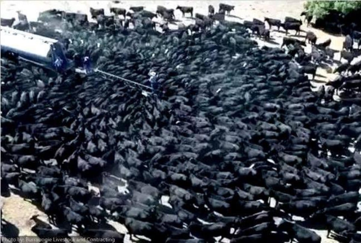 Thirsty cows swarm water tank at australia
