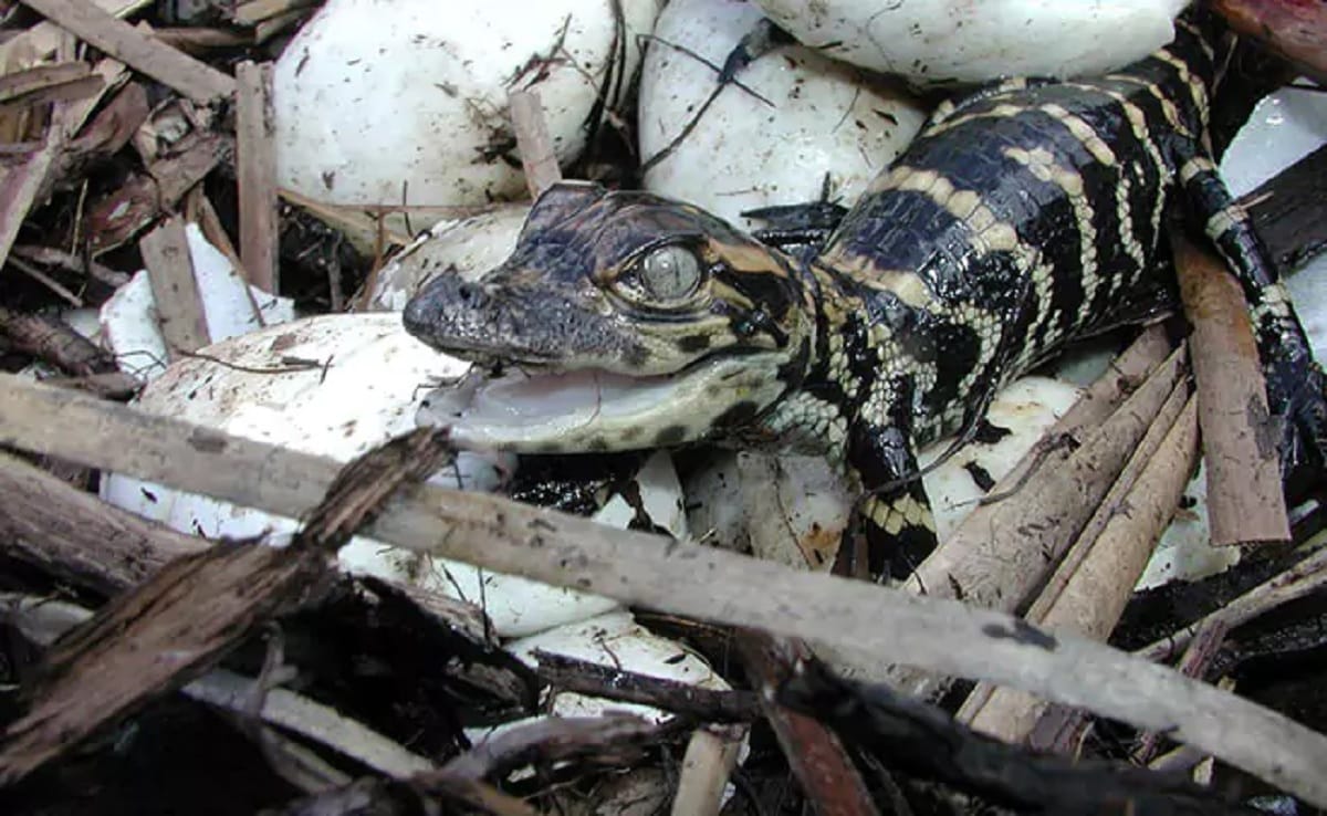 Odisha's Bhitarkanika National Park Baby Crocodiles Emerge From Eggs