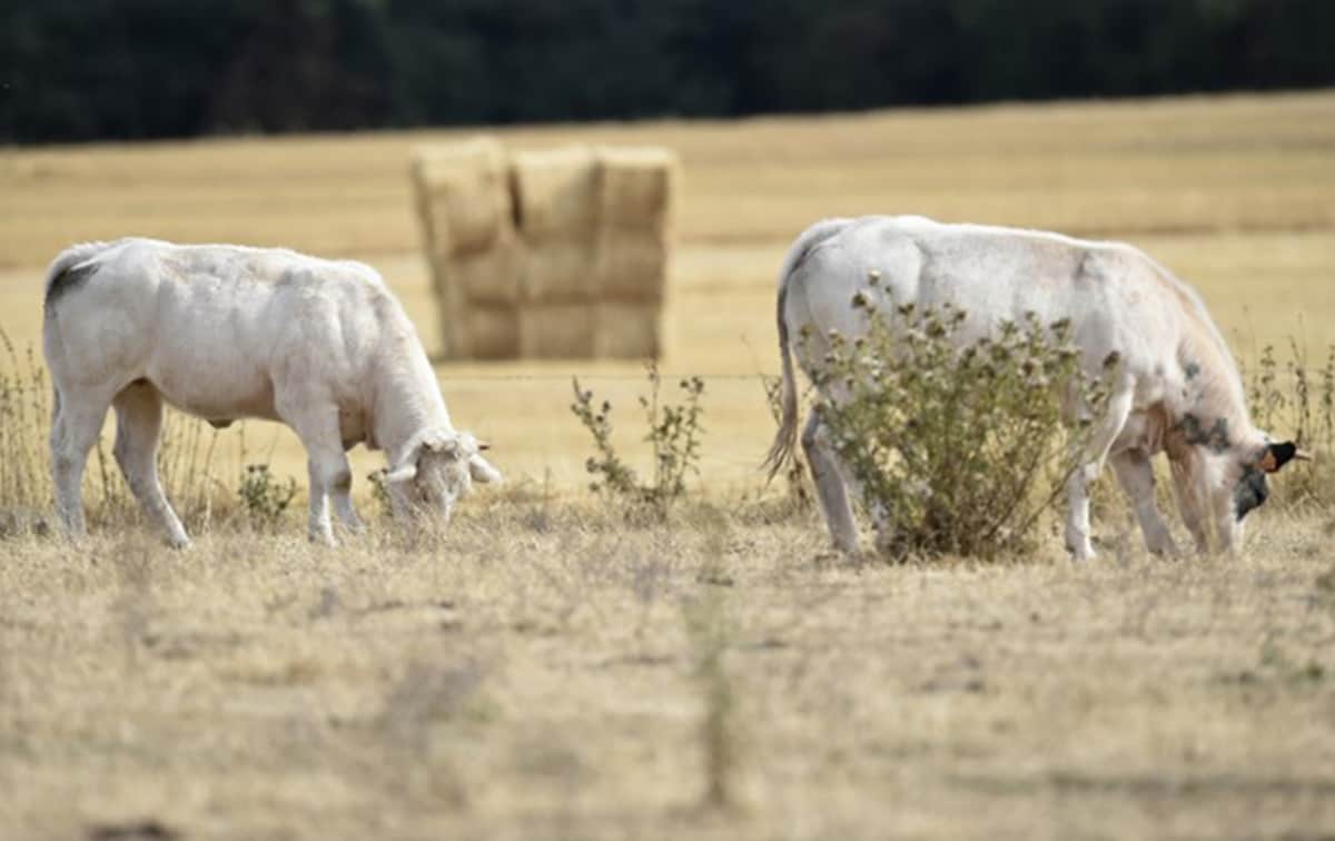 daily life of Europe peoples are start affecting from the heatwave