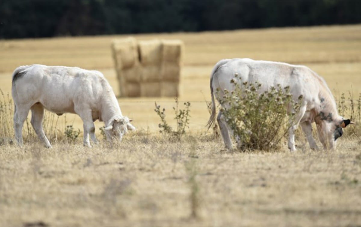 daily life of Europe peoples are start affecting from the heatwave