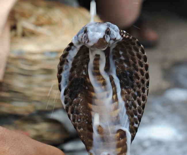 nag panchami 2018 special puja for bring luck and happiness