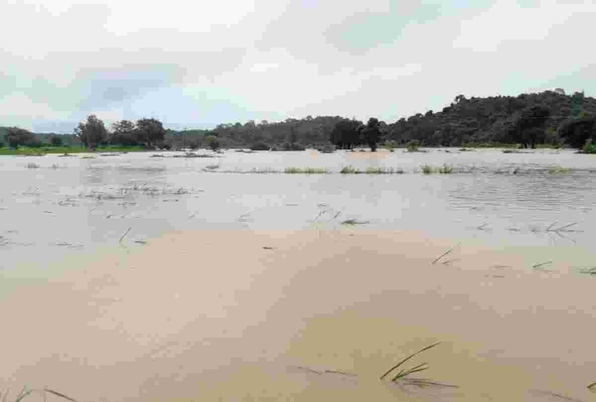 large scale loss due to heavy rainfall continued in himachal