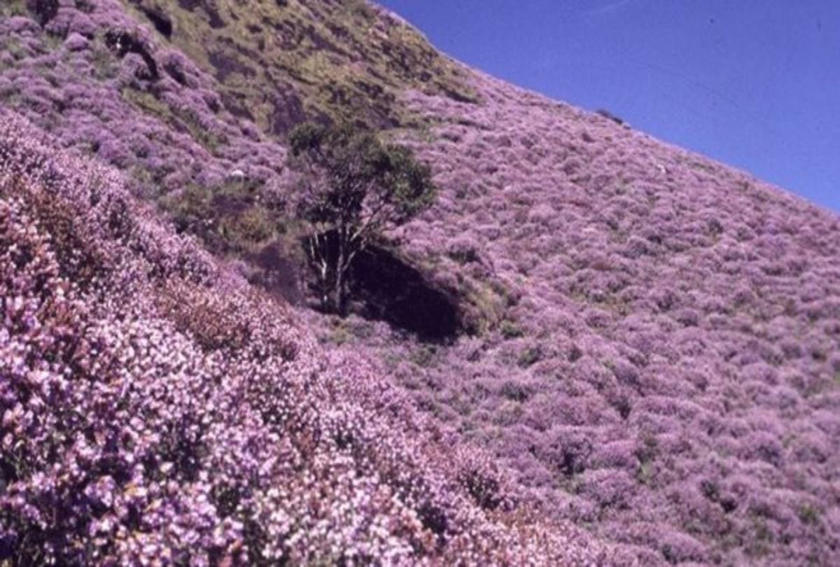 Worlds rarest flower Neelakurinji Blooming only once in 12 years