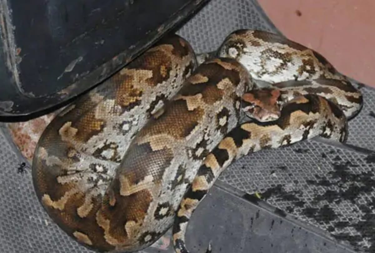 rock python found foiled on scooter in delhi create panic in aya nagar