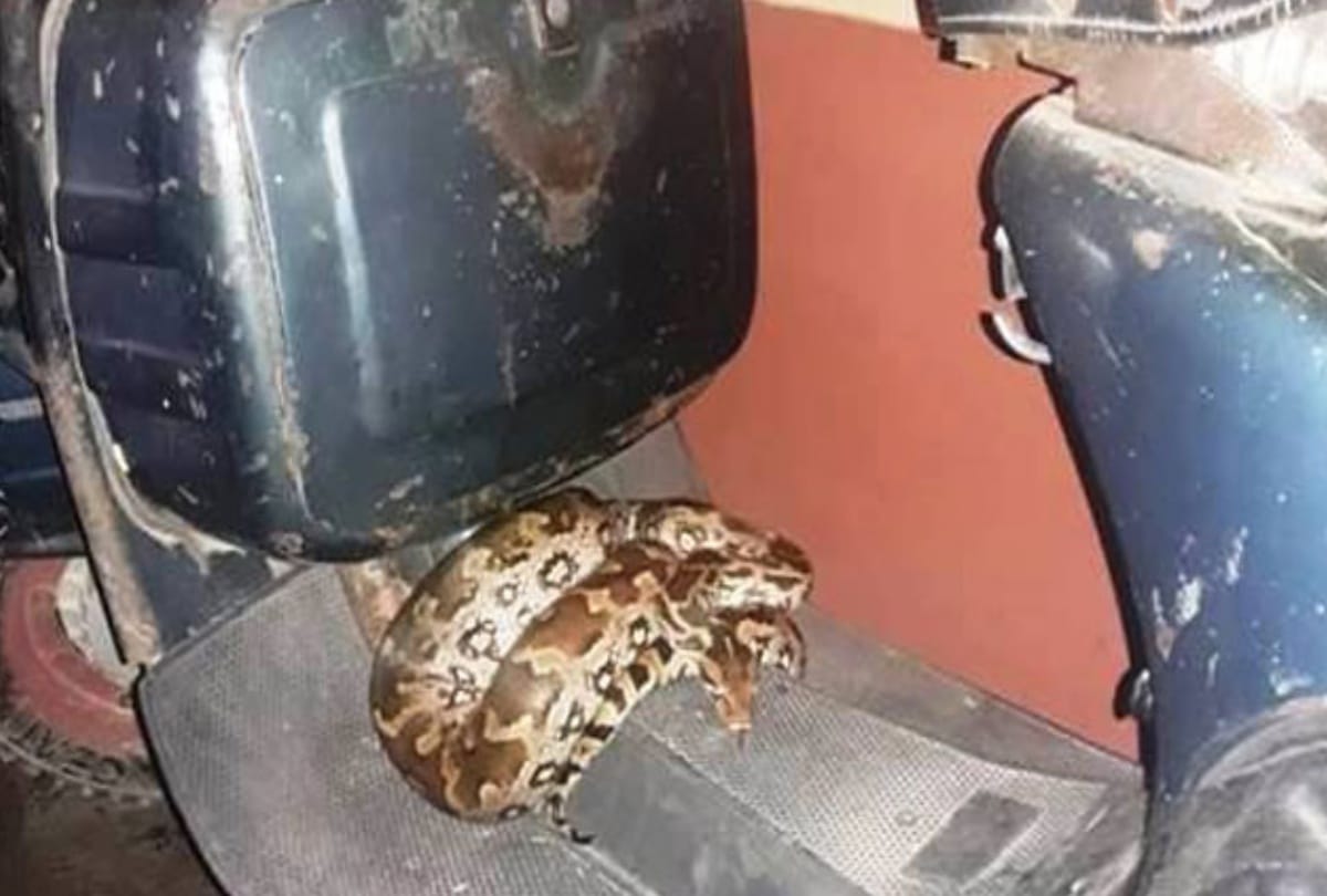 rock python found foiled on scooter in delhi create panic in aya nagar
