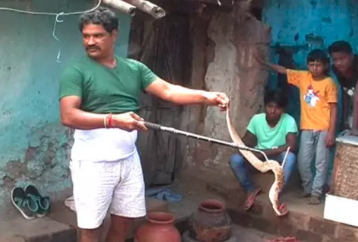 Bilaspur Snake Man Lives With 200 Snakes At His Home Near Pendra In Chhattisgarh