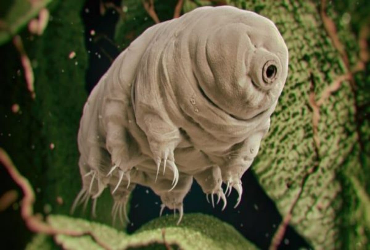 This Unique sea creature can live without food for thirty years