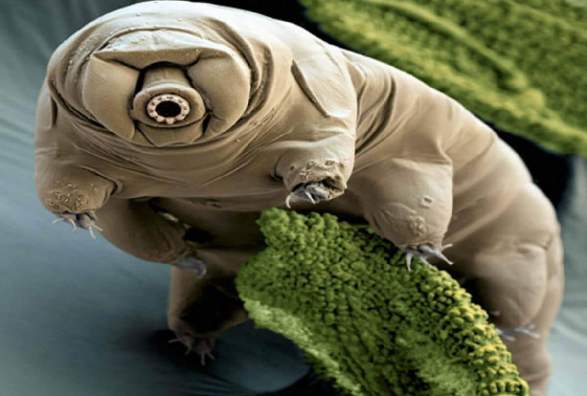 This Unique sea creature can live without food for thirty years