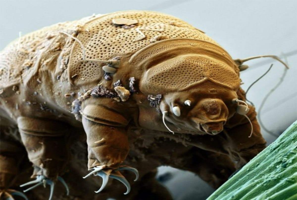 This Unique sea creature can live without food for thirty years