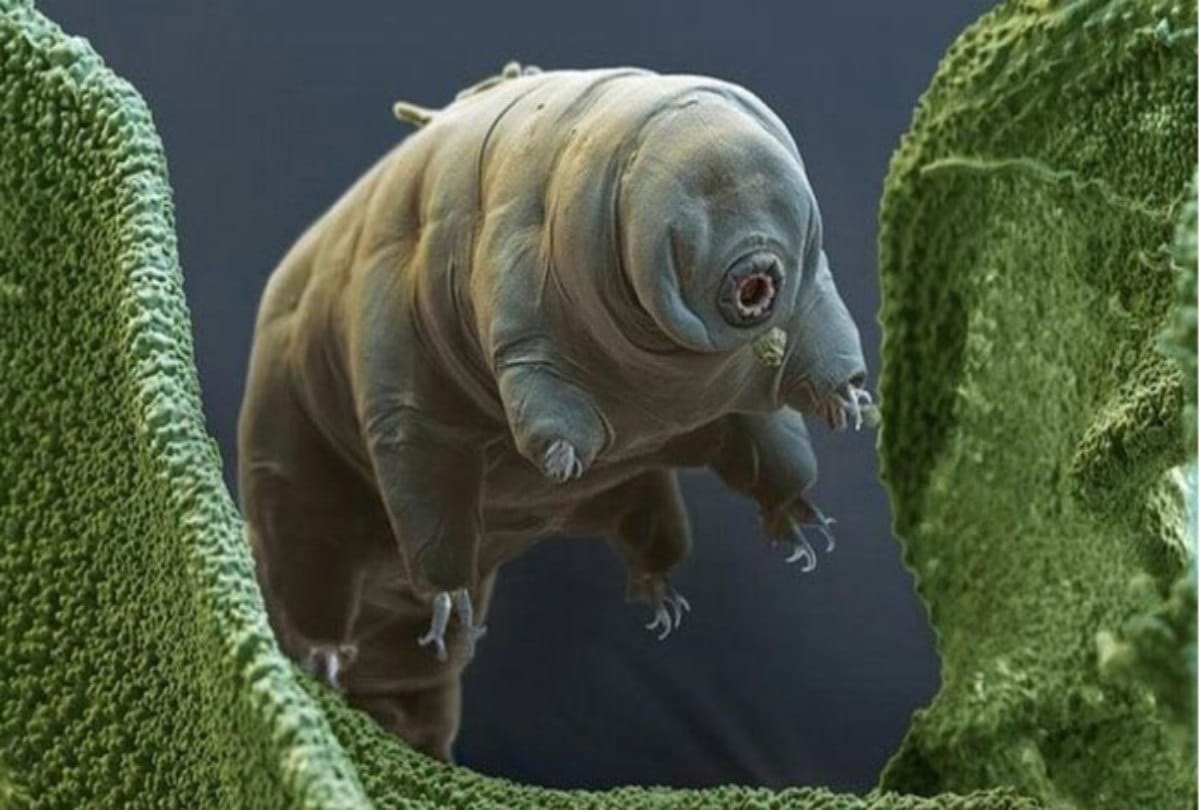 This Unique sea creature can live without food for thirty years