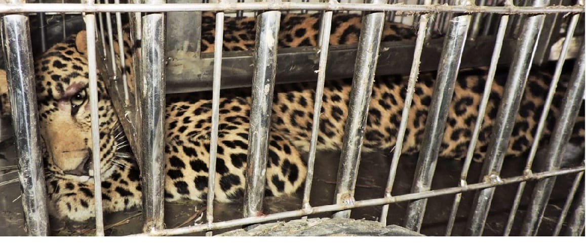 Second leopard also imprisoned in river village