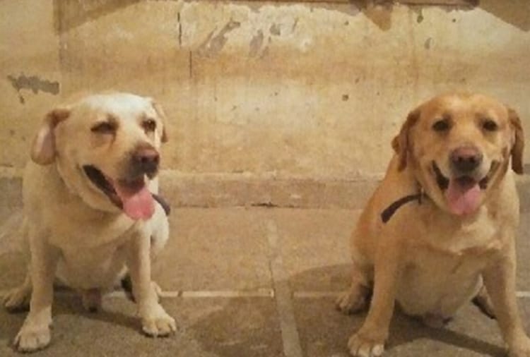 Special Dogs catch Drug addicts posted in Kapurthala jail