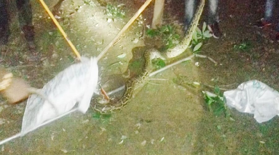 Meerut, Employees are afraid of azgar snake