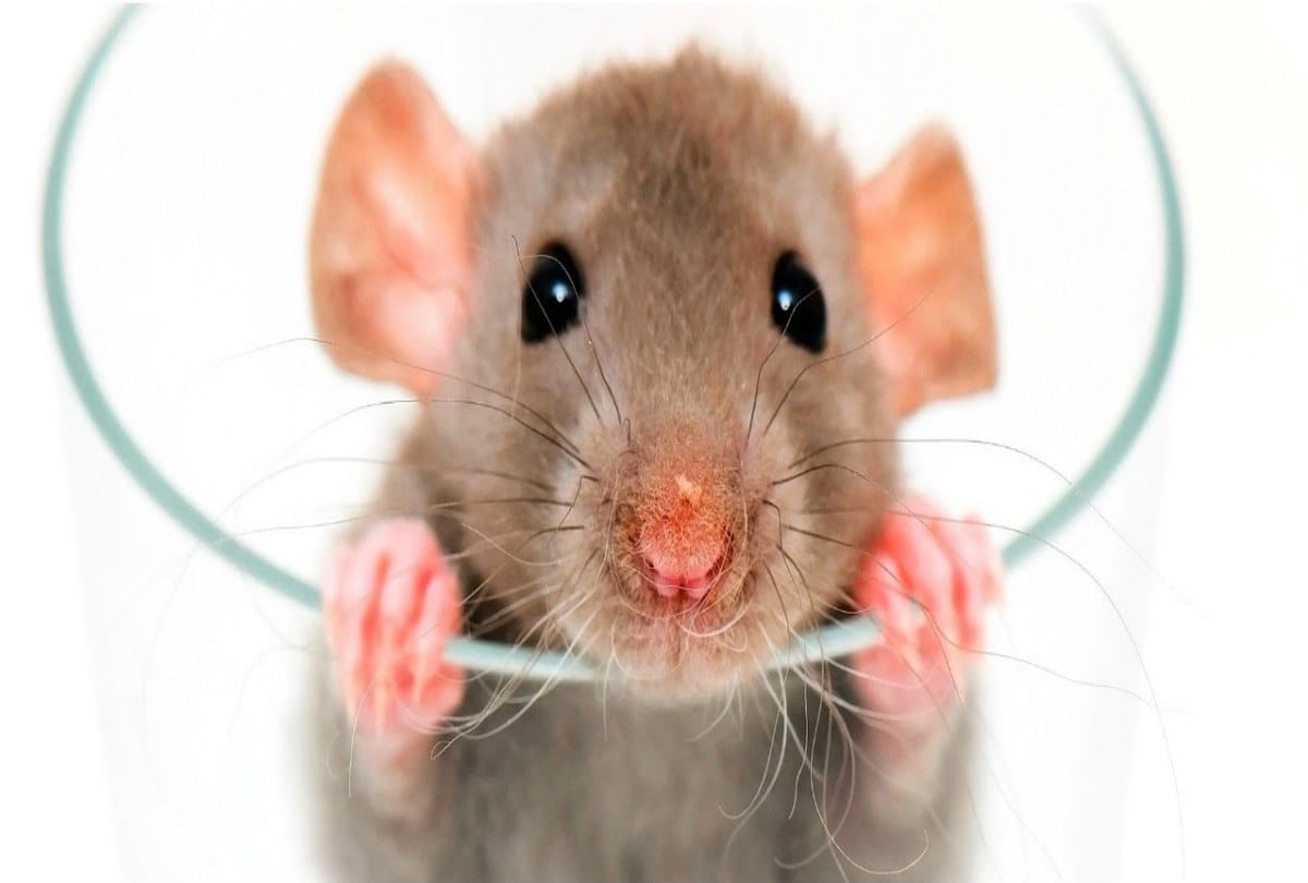 A plant growing on the body of a rat