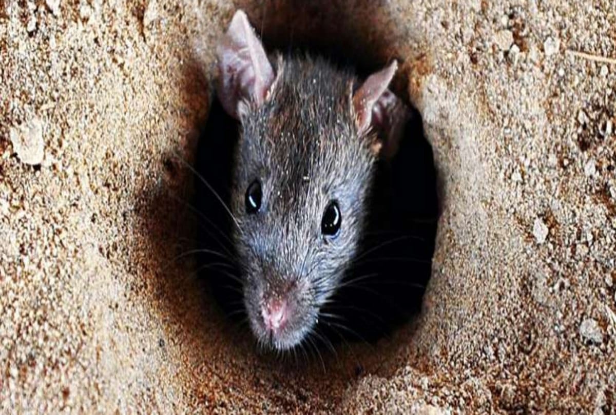 A plant growing on the body of a rat