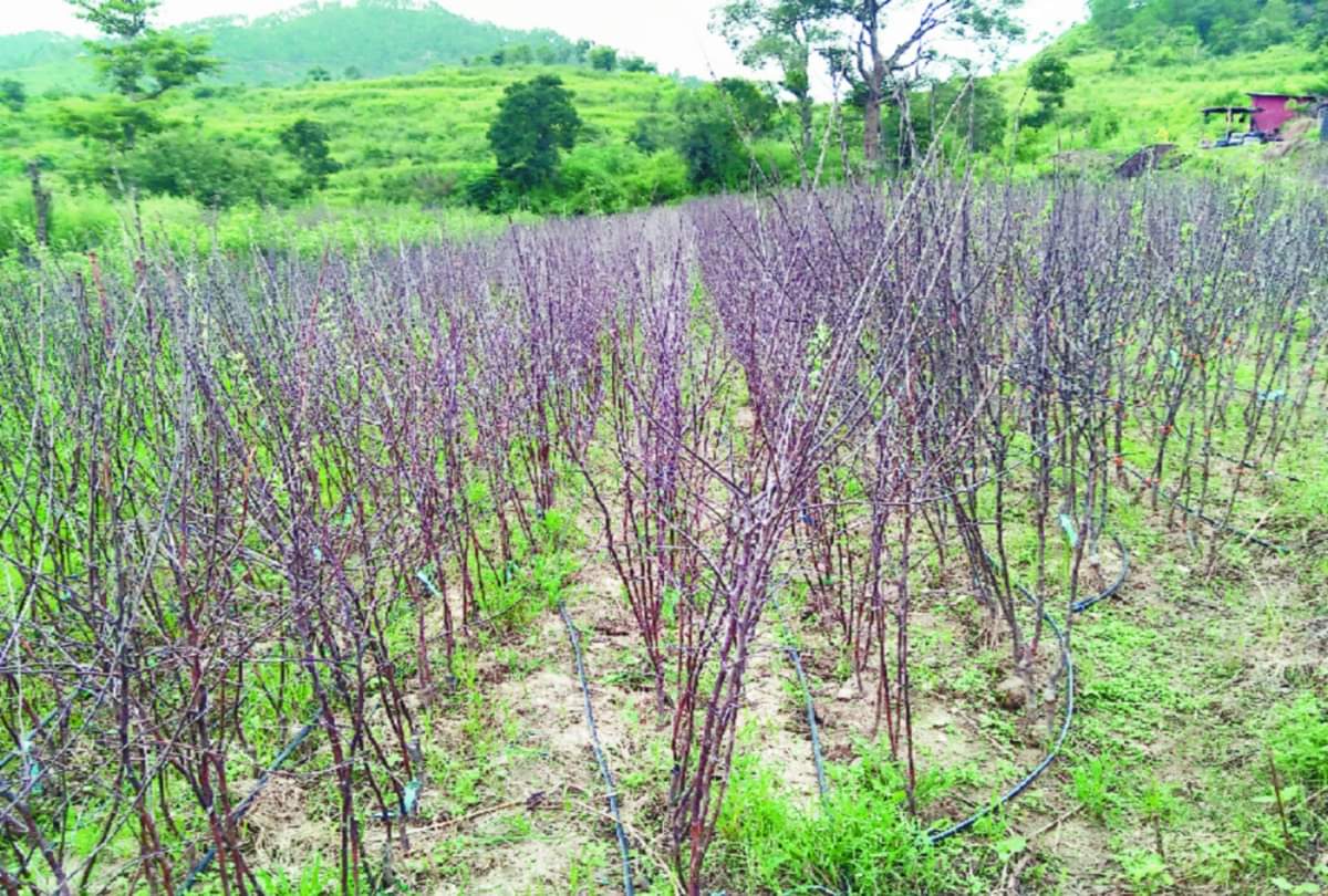 Himachal's apple gardening affected by Pulwama terrorist attack incident