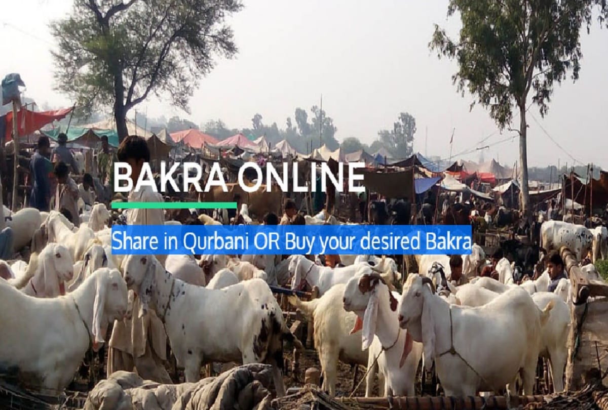 now buy qurbani bakra online know full step to order