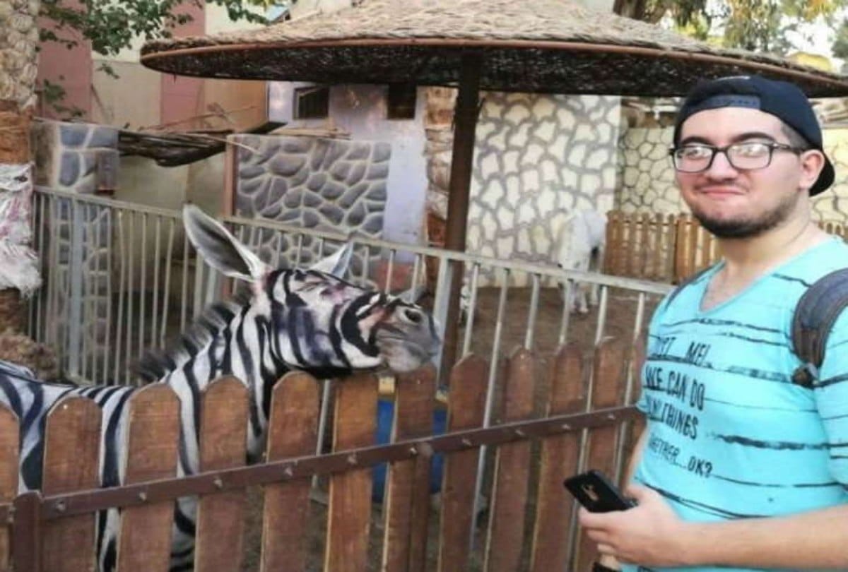 The donkey painted to look like zebra in the zoo at egypt