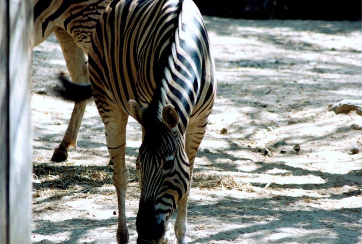 The donkey painted to look like zebra in the zoo at egypt