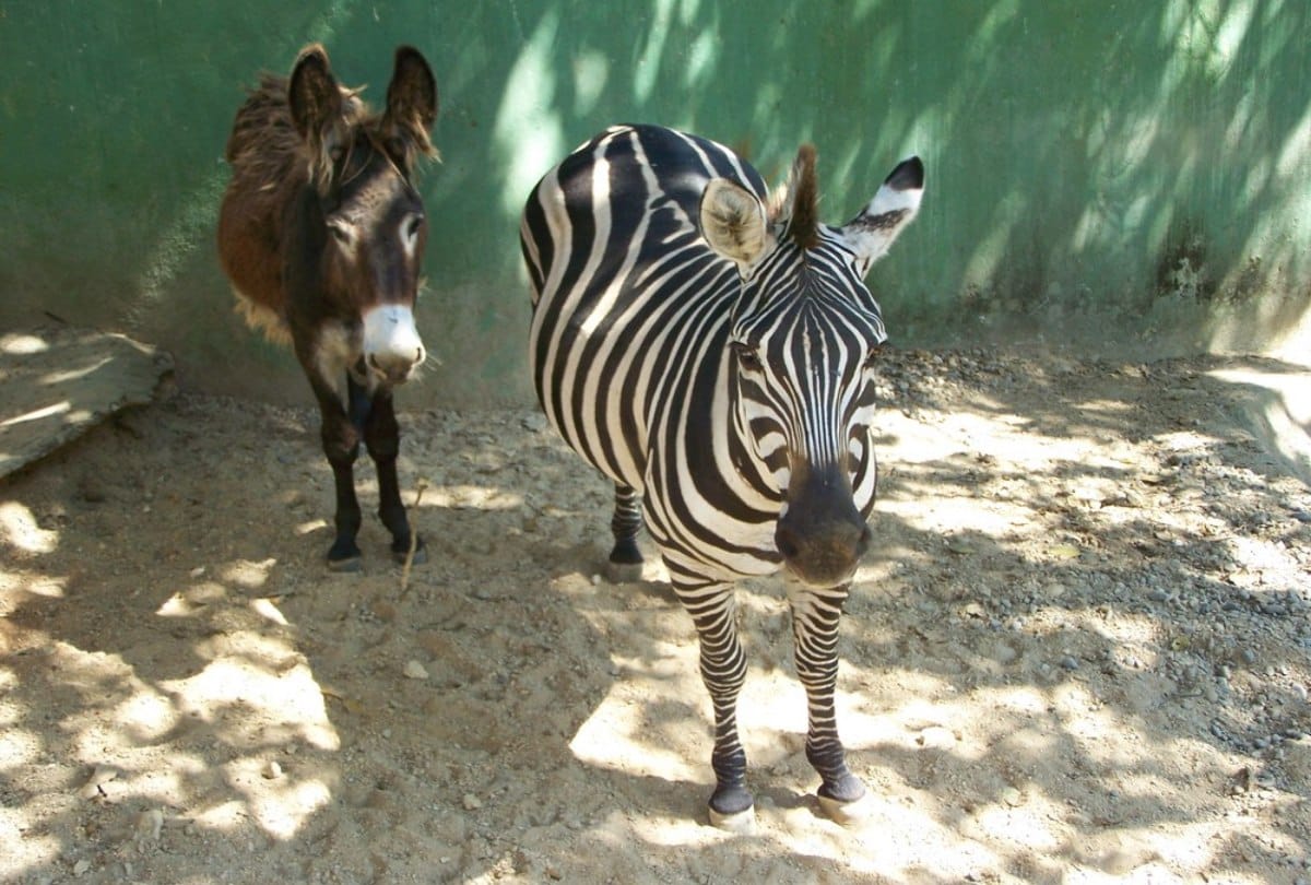 The donkey painted to look like zebra in the zoo at egypt