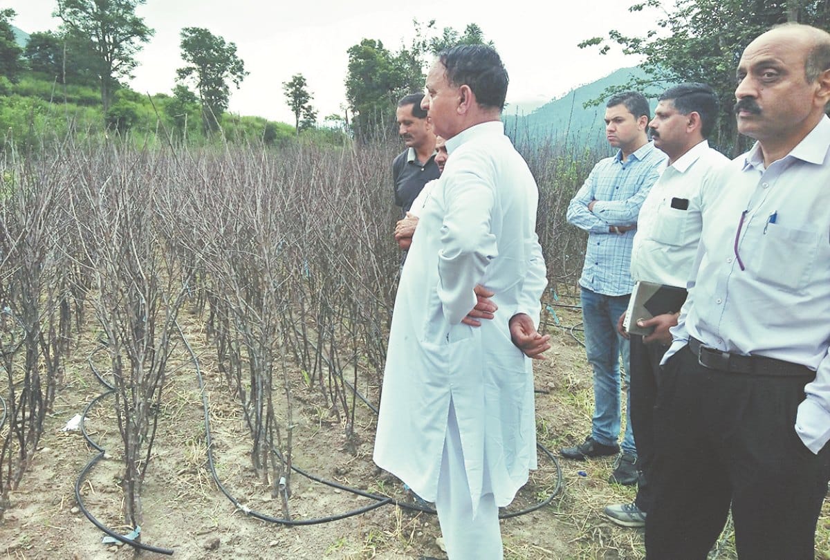 Apple plants imported from Italy are dry 15 crore loss