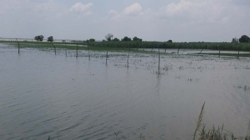saru is 65 cm above than danger point