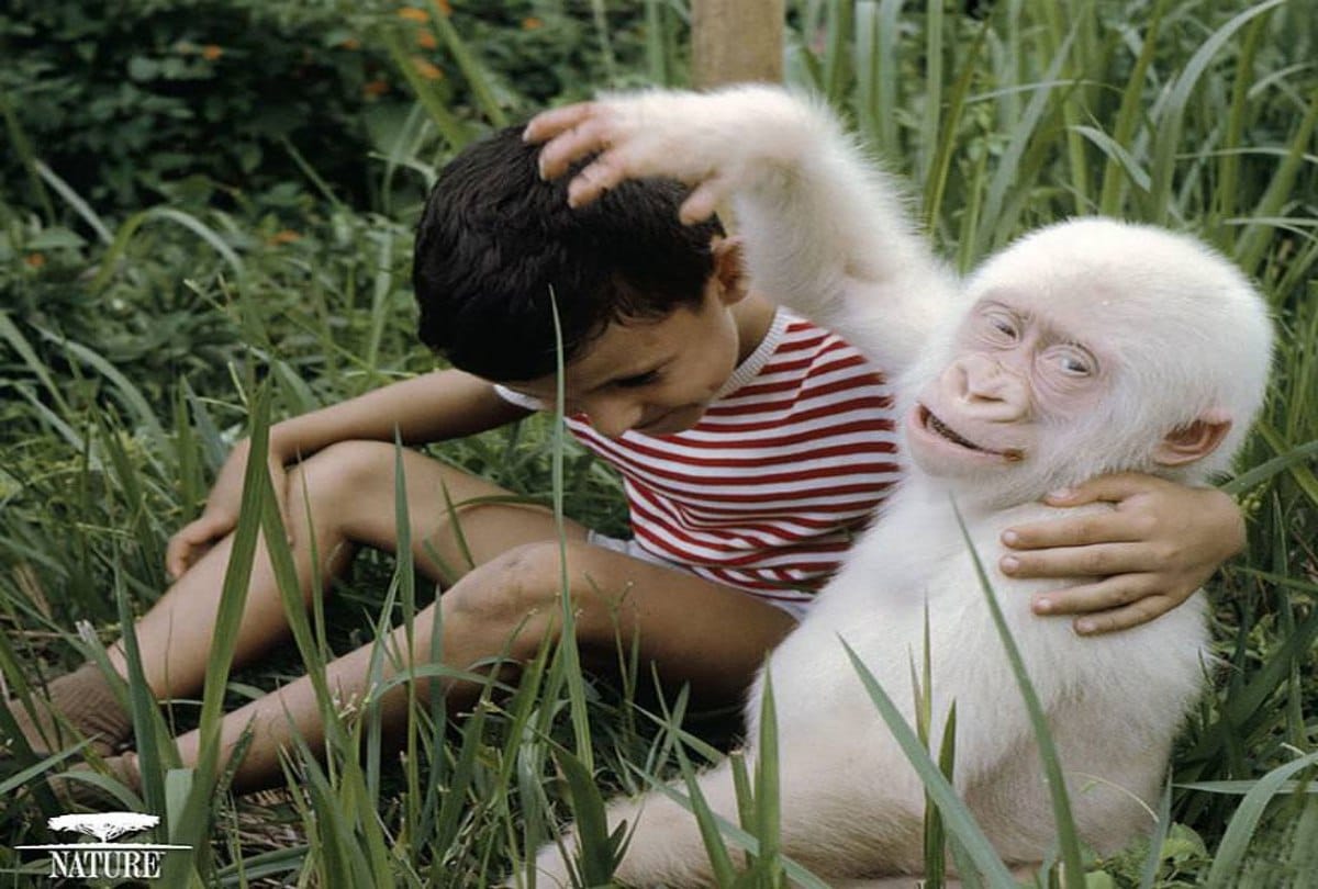 know the story of Snowflake albino gorilla