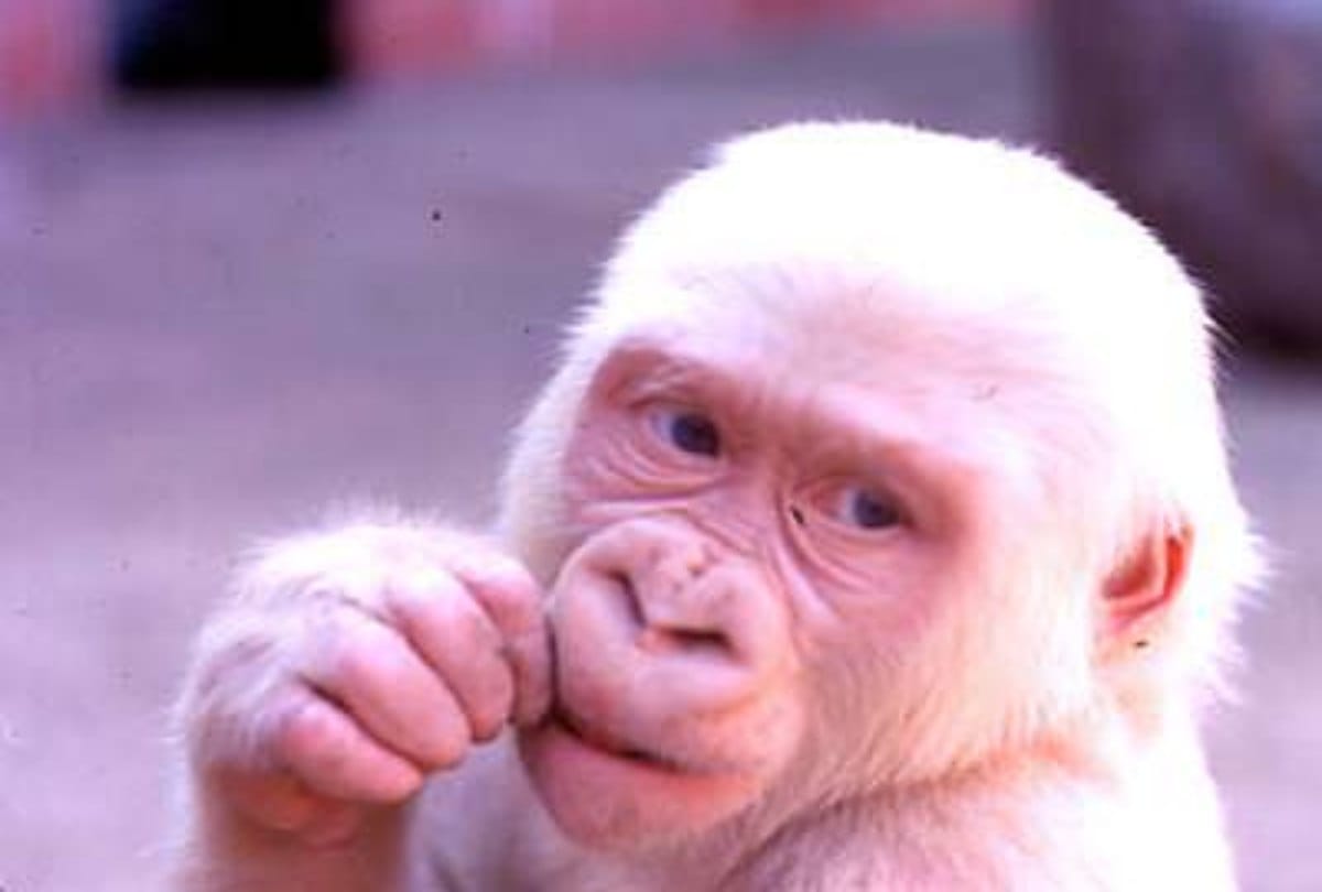 know the story of Snowflake albino gorilla