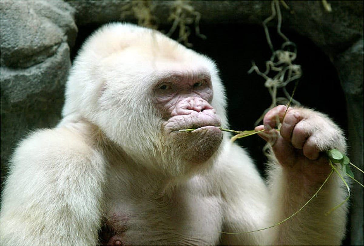 know the story of Snowflake albino gorilla
