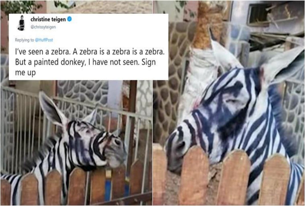The donkey painted to look like zebra in the zoo at egypt