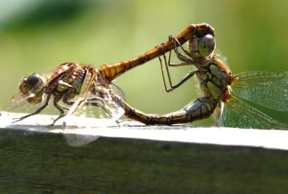 counting of odonata family species is being done in delhi, they are helpful for ecosystem