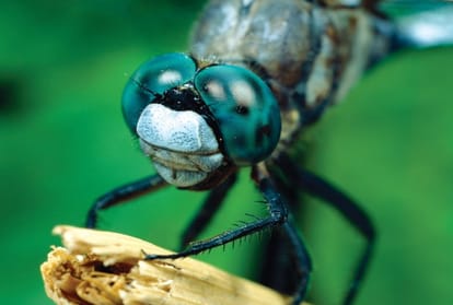 counting of odonata family species is being done in delhi, they are helpful for ecosystem