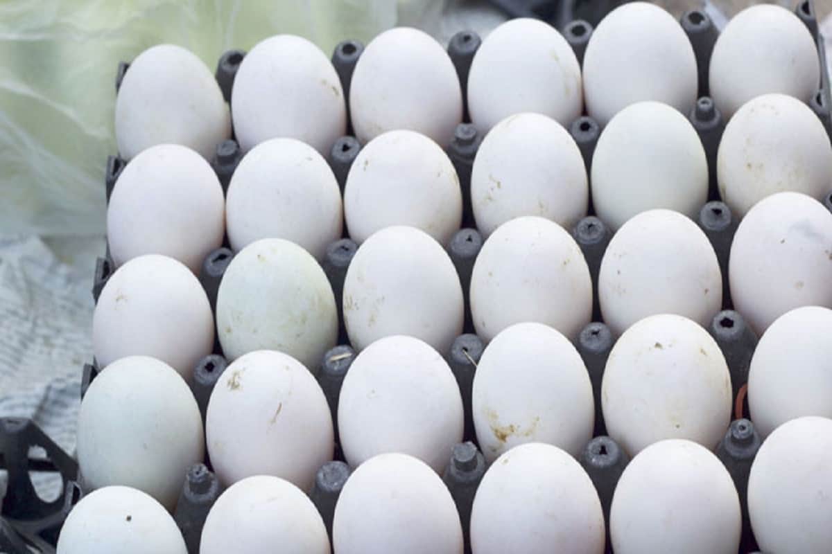 How to identify Plastic eggs or fake eggs FSSAI issued guideline