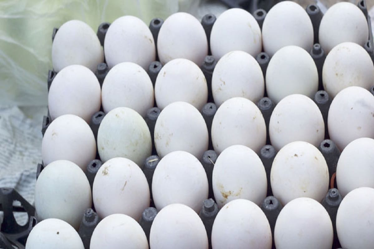 How to identify Plastic eggs or fake eggs FSSAI issued guideline
