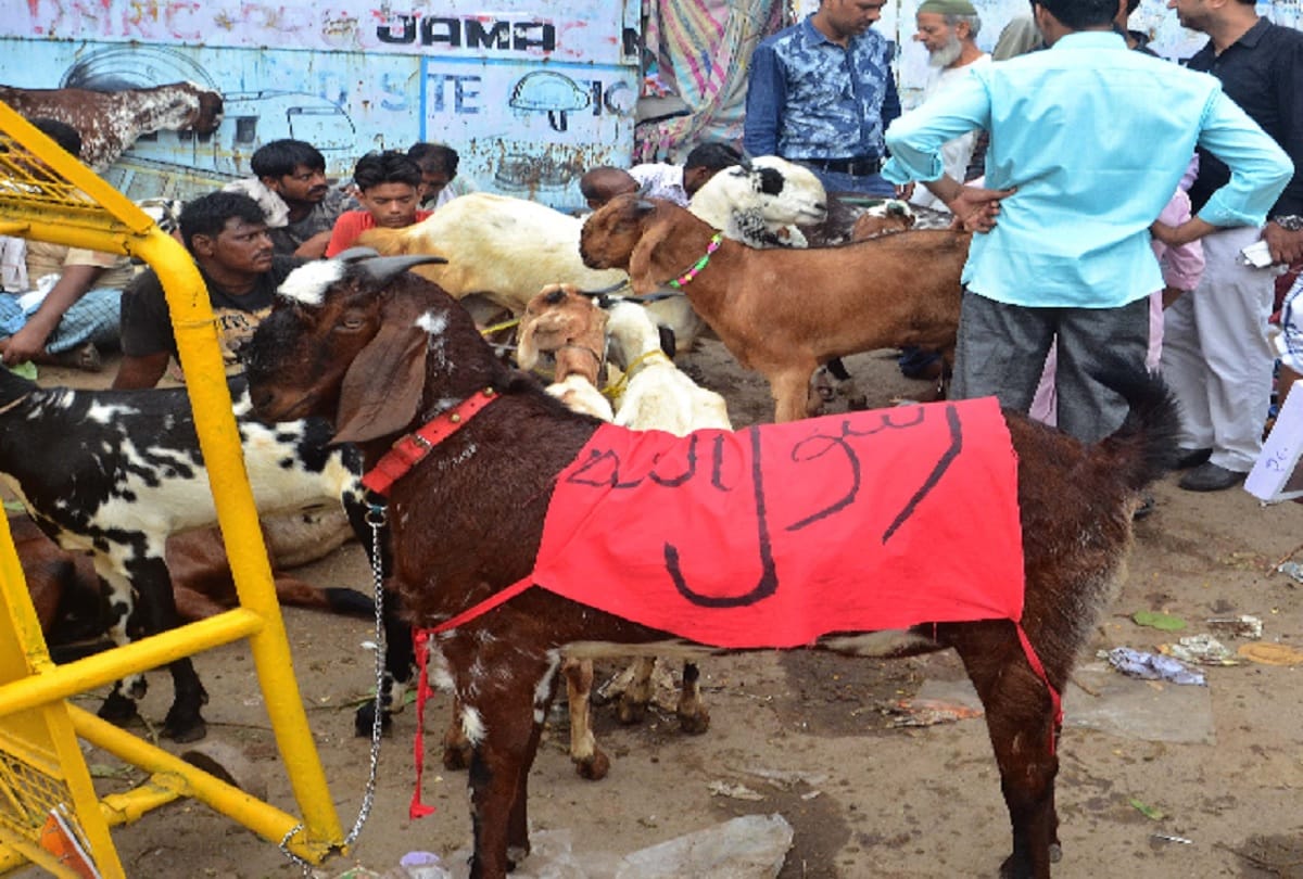 Five lakhs of Alwar breed goat is the center of attraction on eid in jama masjid delhi