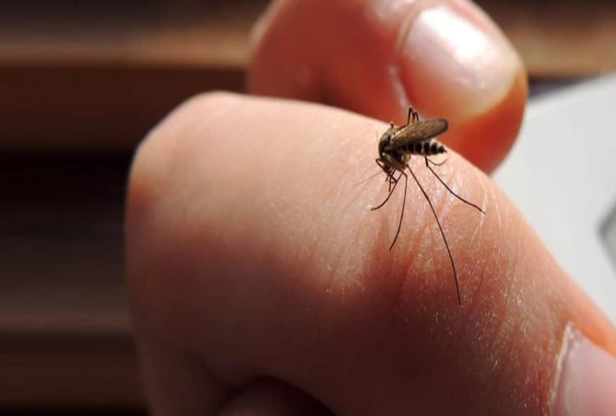 these precautions will help to avoid dengue and malaria