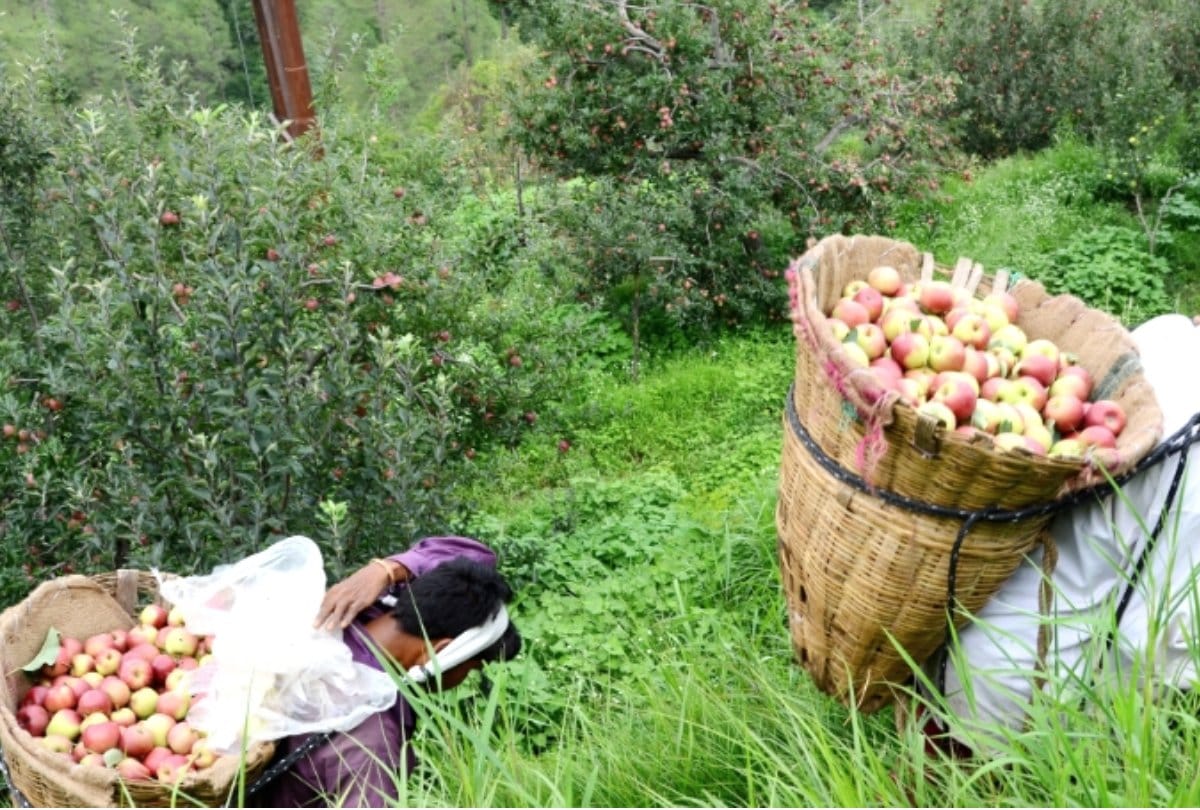 kinnaur apple season started