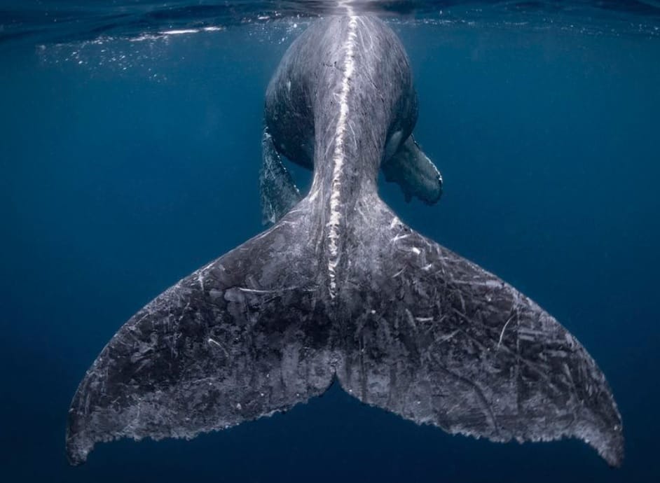 International Photography Day best photos of 2018