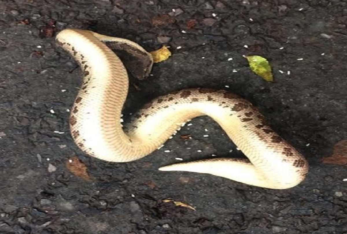 A snake of two feet got from house in Delhi